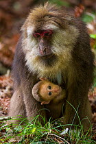 Tibetan macaque (Macaca thibetana) carrying young baby, Tangjiahe Nature Reserve, Sichuan Province, China