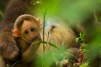 Tibetan macaque baby (Macaca thibetana) chewing on his thumb, Tangjiahe Nature Reserve, Sichuan Province, China, April.