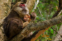 Tibetan macaque (Macaca thibetana) female with infant, Tangjiahe Nature Reserve, Sichuan Province, China, April.
