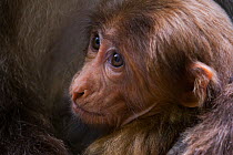 Tibetan macaque (Macaca thibetana) infant, Tangjiahe Nature Reserve, Sichuan Province, China