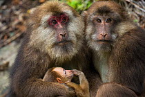 Tibetan macaques (Macaca thibetana) with baby, Tangjiahe Nature Reserve, Sichuan Province, China,