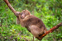 Tibetan macaque (Macaca thibetana) juvenile resting, Tangjiahe Nature Reserve, Sichuan Province, China, April.