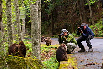 Photographer Staffan Widstrand and Magnus Lundgren, founders of Wild Wonders of China, taking photos of Tibetan macaque (Macaca thibetana) Tangjiahe Nature Reserve, Sichuan Province, China, April 2015...