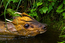 Injured Muntjac (Muntiacus reevesi) swimming in a small creek after unsuccessfully attempting to jump across it. This muntjac was unable to get out of the creek himself, and was later rescued by the p...