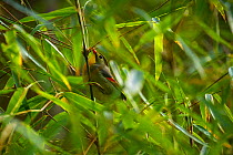 Red-billed leiothrix (Leiothrix lutea) perched in bamboo, Tangjiahe Nature Reserve, Sichuan, Qingchuan, China.