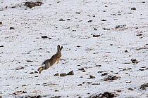Woolly hare (Lepus oiostolus) leaping away over snow covered ground, Serxu, Garze Prefecture, Sichuan Province, China