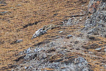 Snow leopard (Uncia uncia) with Bharal (Pseudois nayaur) prey, Serxu County, Garze Prefecture, Sichuan Province, China.