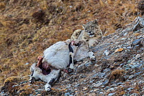 Snow leopard (Uncia uncia) with Bharal (Pseudois nayaur) prey, Serxu County, Garze Prefecture, Sichuan Province, China.