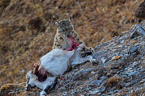 Snow leopard (Uncia uncia) feeding on Bharal (Pseudois nayaur) prey, Serxu County, Garze Prefecture, Sichuan Province, China.