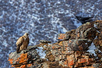Himalayan griffon vulture (Gyps himalayensis) in mountain landscape with a Raven (Corvus corax) Serxu County, Garze Prefecture, Sichuan Province, China.