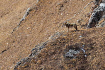 Tibetan wolf (Canis lupus chanco) in mountain landscape, Serxu County, Garze Prefecture, Sichuan Province, China.