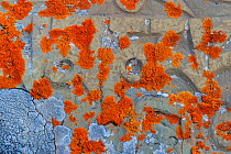 Lichen growing on old mani stones. Serxu County, Garze Prefecture, Sichuan Province, China.