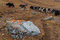 Buddhist mani stone with lichen and domestic yaks in landscape, Serxu County, Garze Prefecture, Sichuan Province, China.