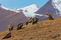Himalayan griffon vulture (Gyps himalayensis) group of six in mountain landscape, Serxu County, Garze Prefecture, Sichuan Province, China.