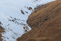 Domestic yaks headed back to camp at the end of a day grazing in the mountains. Serxu County, Garze Prefecture, Sichuan Province, China.