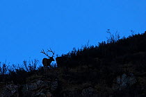 White-lipped deer (Cervus albirostris) stag in mountain landscape, Serxu County, Garze Prefecture, Sichuan Province, China.