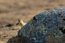Mountain weasel (Mustela altaica) looking out from behind a stone, Serxu County, Garze Prefecture, Sichuan Province, China.
