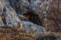 Mountain weasel (Mustela altaica) Serxu County, Garze Prefecture, Sichuan Province, China.