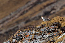 Saker falcon (Falco cherrug) sitting on ground, Serxu County, Garze Prefecture, Sichuan Province, China.