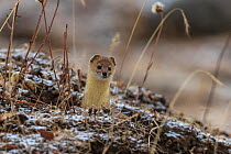 Mountain weasel (Mustela altaica) looking out from a hole in the ground, Serxu County, Garze Prefecture, Sichuan Province, China.