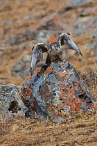 Saker falcon (Falco cherrug) taking off from rock, Serxu County, Garze Prefecture, Sichuan Province, China.