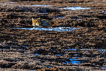 Tibetan fox (Vulpes ferrilata) lying on ground in the distance, Tibetan Plateau, Sichuan Province, China,