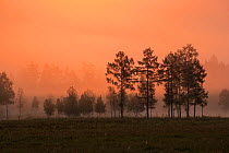 Sunrise backlights some outlying trees of Heilongjiang&#39;s boreal forest. Yichun City, Heilongjiang Province, China. July 2016.