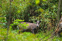 Tufted deer (Elaphodus cephalophus), standing near bamboo thicket, ready to dart back inside if threatened. Tangjiahe Nature Reserve, Sichuan province, China.