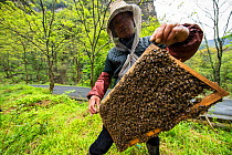 Bee keeper holds up his bees while making his daily check on them in Tangjiahe Nature Reserve, Qingchuan County, Sichuan Province, China. April.