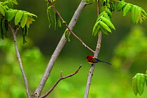 Mrs Gould&#39;s sunbird (Aethopyga gouldiae) perched on branch, Tangjiahe Nature Reserve, Sichuan Province, China.