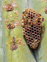 European paper wasp (Polistes dominula) colony at their nest on a large cactus, Mallorca, Spain, August.