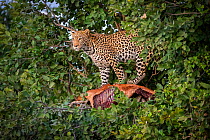 Leopard (Panthera pardus) with impala kill in tree, Savuti, Botswana.