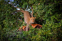 Leopard (Panthera pardus) with impala kill in tree, Savuti, Botswana.