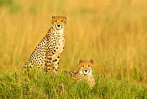 Cheetah (Acinonyx jubatus) two males, Savuti, Botswana, Africa