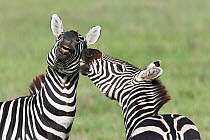 Pair of Zebra (Equus quagga) fighting in Serengeti National Park, Tanzania