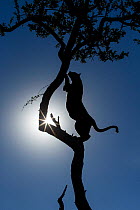 Leopard (Panthera pardus) climbing tree, silhouetted against the sun, Kruger National Park, South Africa.