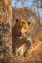 Leopard (Panthera pardus) captive, South Africa