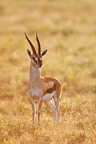 Thomsons gazelle (Eudorcas thomsonii), Ngorongoro Conservation Area, Tanzania