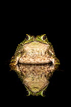 Green climbing toad (Incilius coniferus) captive, Costa Rica