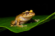 Bloody robber frog (Pristimantis cruentus), Bosque de Paz, Costa Rica