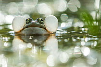 Marsh Frog (Pelophylax ridibundus) vocalising with bokeh effect in the background, Danube Wetlands, Bulgaria