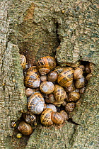 Mass of Snails (Helix aspersa) hibernating in Beech Tree, Dorset, England, UK. December.