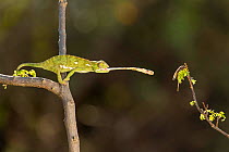 Flap-necked Chameleon (Chamaeleo dilepis) catching cricket, captive.