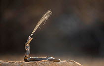 Mozambique Spitting Cobra (Naja mossambica) spitting venom. Kruger, South Africa. Controlled conditions.