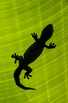 Wahlberg&#39;s Velvet Gecko (Homopholis wahlbergii) silhouetted on green leaf, South Africa, captive.