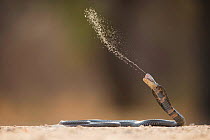 Mozambique spitting cobra (Naja mossambica) spitting venom. Kruger, South Africa. Controlled conditions.
