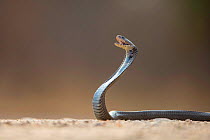 Mozambique Spitting Cobra (Naja mossambica) about to spit venom. Kruger, South Africa. Controlled conditions.