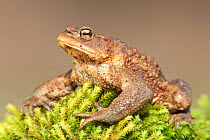 Common toad (Bufo bufo), resting on moss, Devon, England, March.