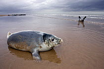 Grey Seal (Halichoerus grypus) pup on beach at Donna Nook, Lincolnshire, England, UK, January.