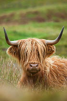 Highland Cattle, Glen Nevis, Lochaber, Scotland, UK, October.